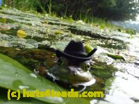 /home//u458753944/public_html/sourcegallery/////////////////Frogs/More bullfrogs/P8180213.JPG